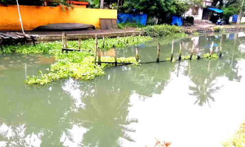 തോടുകളിൽ പായൽ നിറഞ്ഞു; മത്സ്യത്തൊഴിലാളികൾ ദുരിതത്തിൽ