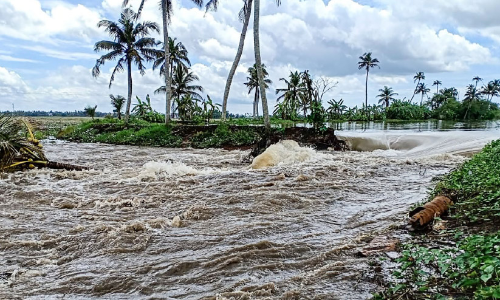 മട വീഴ്ച; കുട്ടനാട്ടിലെ കർഷകർ ദുരിതത്തിൽ