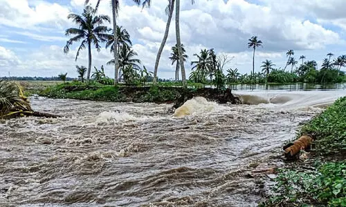 മട വീഴ്ച; കുട്ടനാട്ടിലെ കർഷകർ ദുരിതത്തിൽ