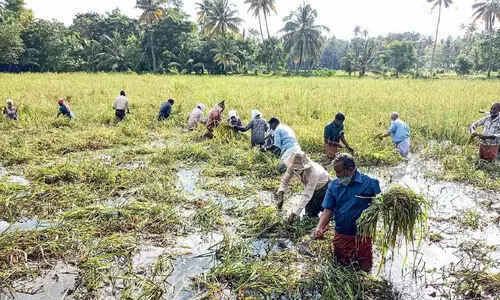മന്ത്രിയും കൊയ്യാനിറങ്ങി; ഗ്രാമത്തിന്​ ഉത്സവമായി