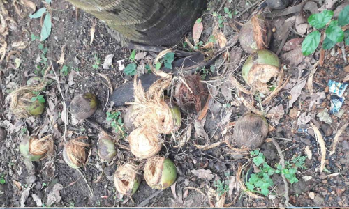 വാനരശല്യം കാരണം ഉറക്കം നഷ്​ടപ്പെട്ട് പട്ടാഴിക്കാര്‍