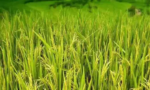 ജൈവകൃഷിയുടെ പച്ചത്തുരുത്ത്​