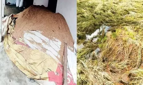 Paddy farmers in distress