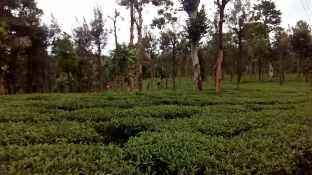 വനവിസ്തൃതി വർധിപ്പിക്കൽ: സ്വകാര്യ എസ്റ്റേറ്റുകൾ ഏറ്റെടുക്കുന്നു വനവിസ്തൃതി വർധിപ്പിക്കൽ: സ്വകാര്യ എസ്റ്റേറ്റുകൾ ഏറ്റെടുക്കുന്നു