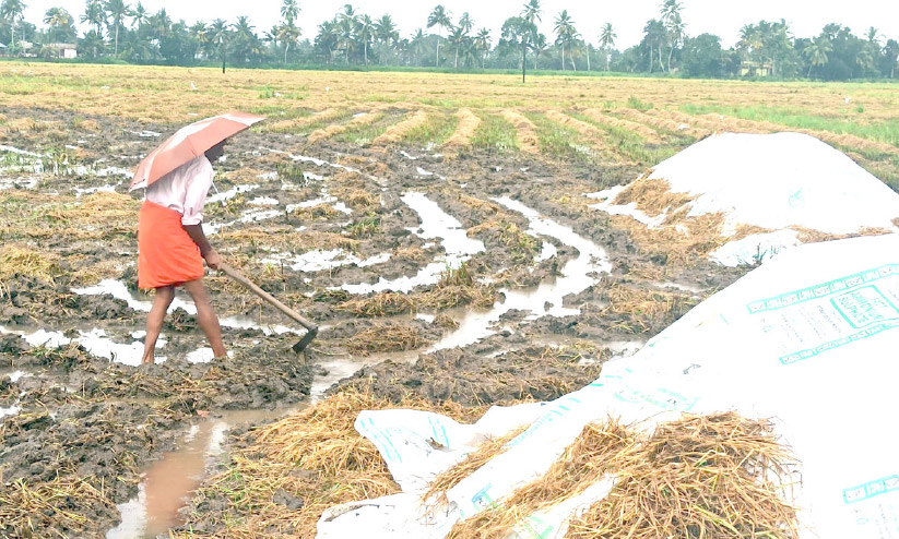 വിളവെടുപ്പും സംഭരണവും പ്രതിസന്ധിയിൽ; മഴ തുടരുന്നത് കാരണം നെല്ല് കരയിലേക്ക് മാറ്റാൻ പറ്റാത്ത അവസ്ഥ വിളവെടുപ്പും സംഭരണവും പ്രതിസന്ധിയിൽ; മഴ തുടരുന്നത് കാരണം നെല്ല് കരയിലേക്ക് മാറ്റാൻ പറ്റാത്ത അവസ്ഥ