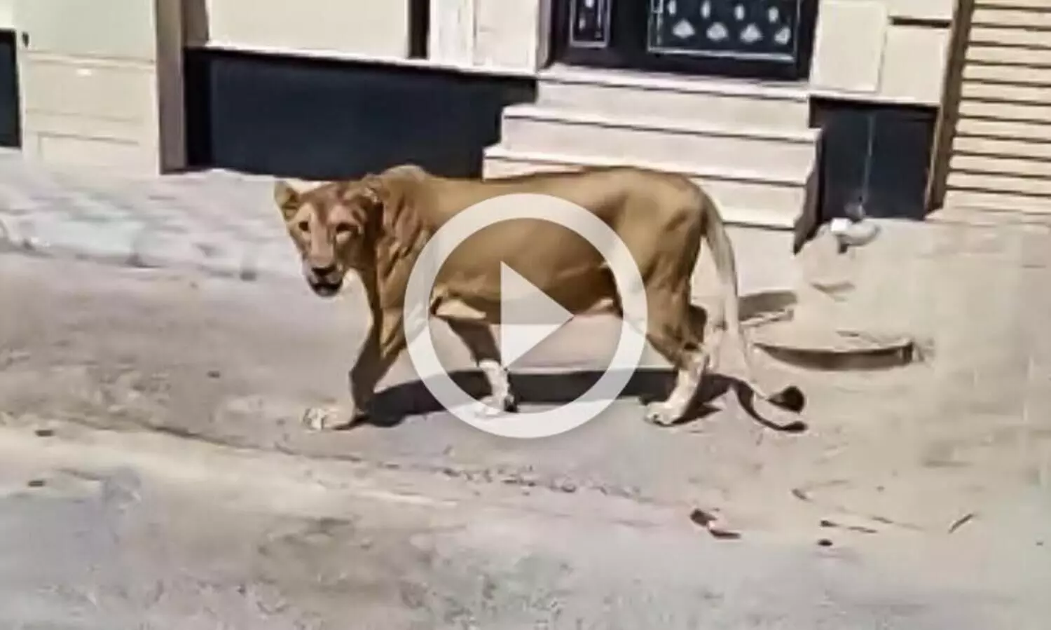 അൽഖോബാറിൽ റോഡിൽ അലഞ്ഞ സിംഹത്തെ പിടികൂടി