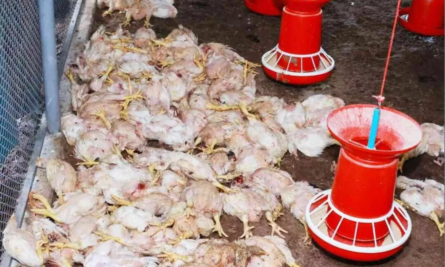 തെരുവുനായ്ക്കൾ കടിച്ചു കൊന്നത്​ ജോസിന്റെ   254 കോഴികളെ