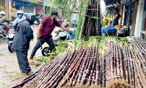 മ​ഴ​യി​ലും ന​വ​രാ​ത്രി​ക്ക്​ മ​ധു​രം​പ​ക​ർ​ന്ന്​  ക​രി​മ്പ് വി​ൽ​പ​ന സ​ജീ​വം