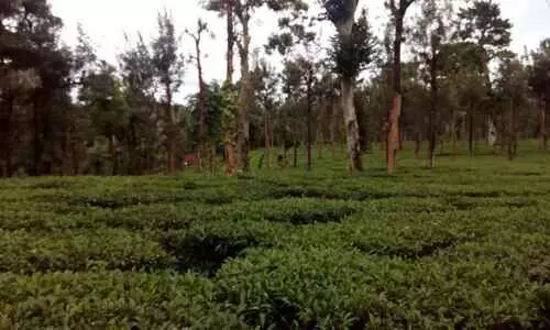 വനവിസ്തൃതി വർധിപ്പിക്കൽ: സ്വകാര്യ എസ്​റ്റേറ്റുകൾ ഏറ്റെടുക്കുന്നു