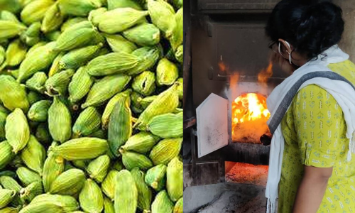 അടിപൊളി നിറം, അടിമുടി മായം: 4.5 കിലോ ഏലം പിടികൂടി കത്തിച്ചു