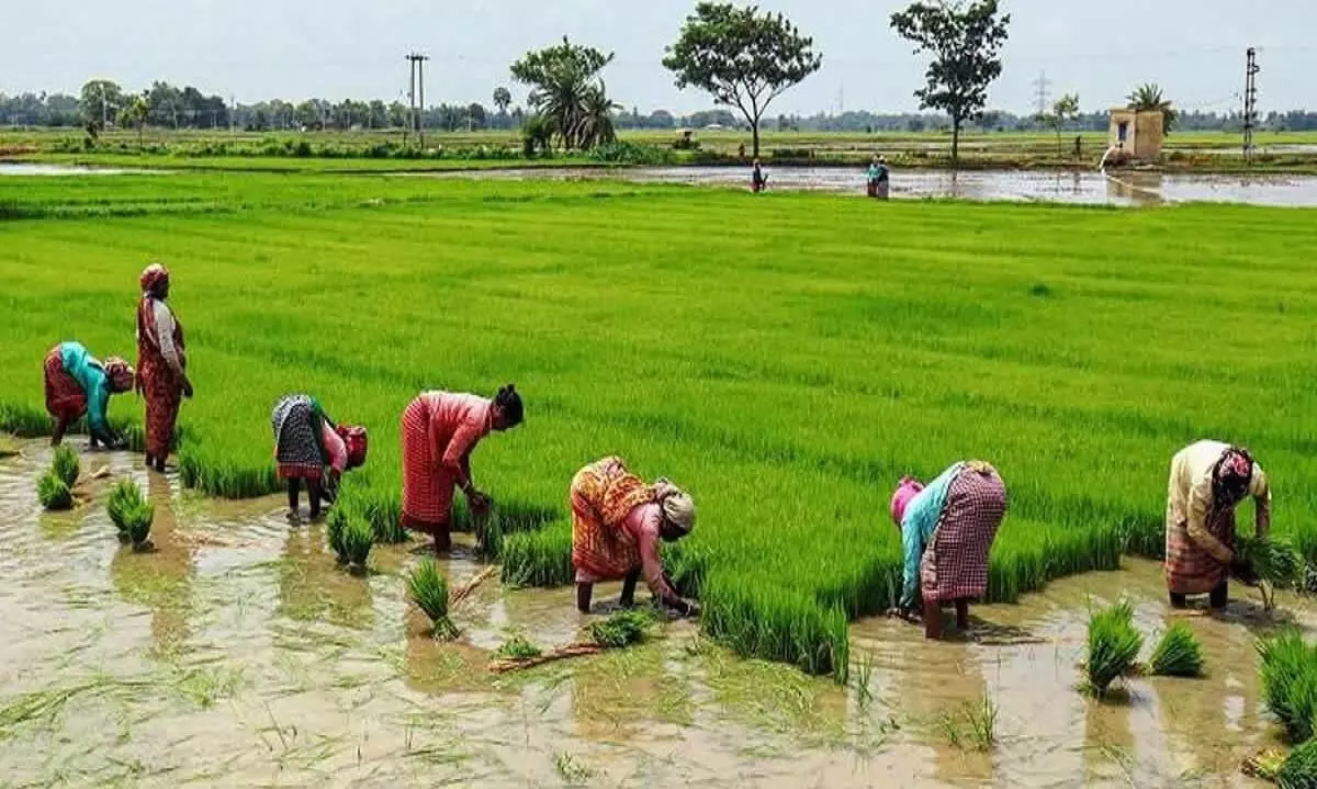 Kuttanad farmers
