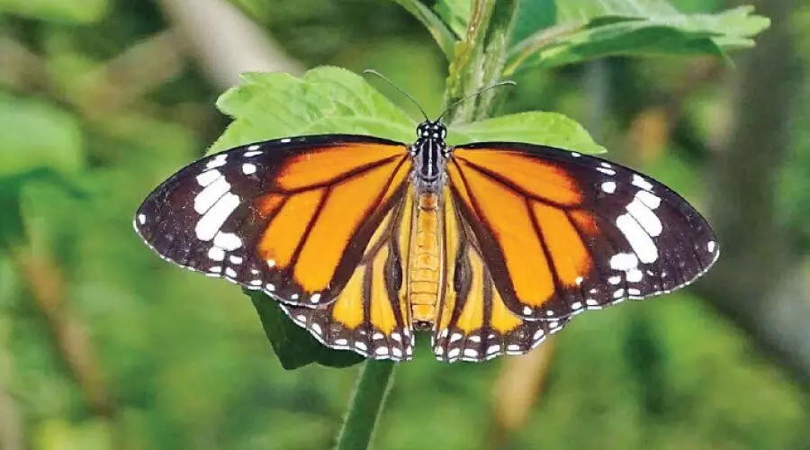 ശലഭങ്ങൾക്കൊപ്പം സഞ്ചരിച്ച്​ ഫേണ്‍സ് സൊസൈറ്റി