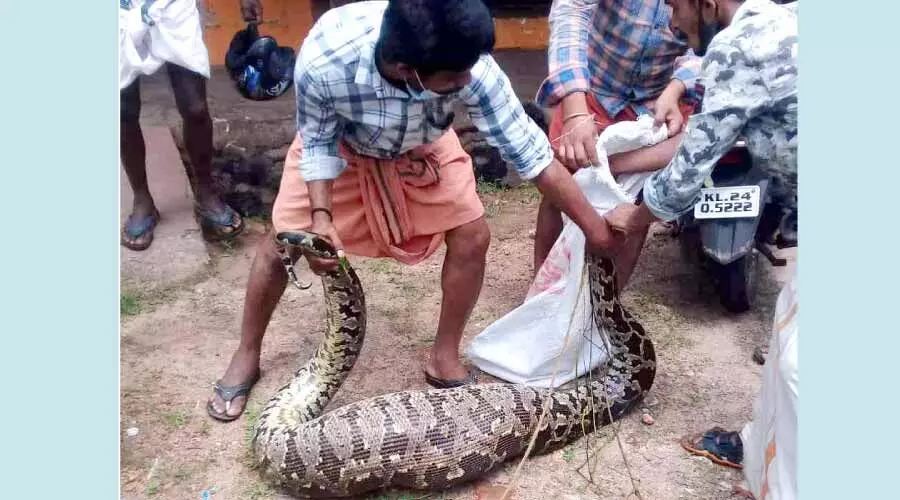 നാട്ടുകാർ പെരുമ്പാമ്പിനെ പിടികൂടി വനപാലകർക്ക് കൈമാറി