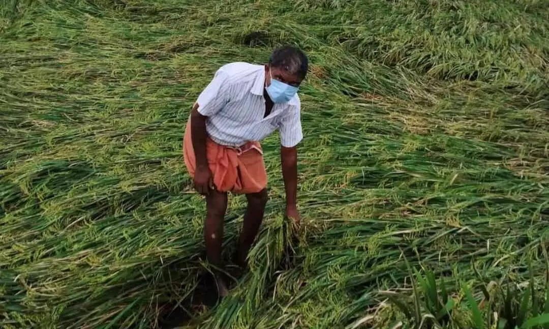 കനത്ത മഴയുടെ ദുരിതം പേറി അപ്പർ കുട്ടനാട്