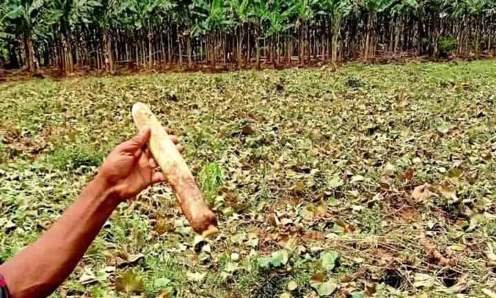 ക്വാറി മാലിന്യം ഒഴുക്കിവിടുന്നതായി പരാതി; കർഷകർ ദുരിതത്തിൽ