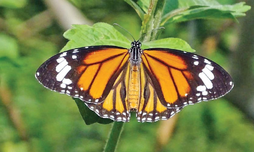 ശലഭങ്ങൾക്കൊപ്പം സഞ്ചരിച്ച്​ ഫേണ്‍സ് സൊസൈറ്റി