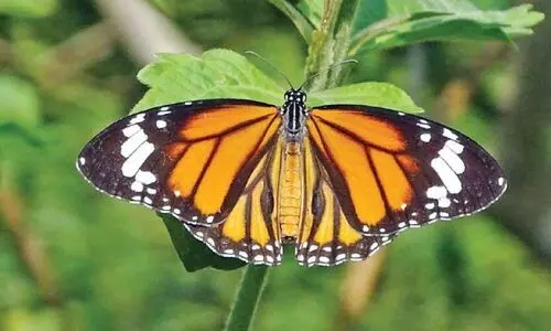 ശലഭങ്ങൾക്കൊപ്പം സഞ്ചരിച്ച്​ ഫേണ്‍സ് സൊസൈറ്റി