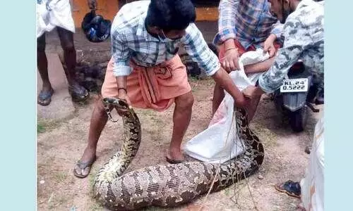 നാട്ടുകാർ പെരുമ്പാമ്പിനെ പിടികൂടി വനപാലകർക്ക് കൈമാറി