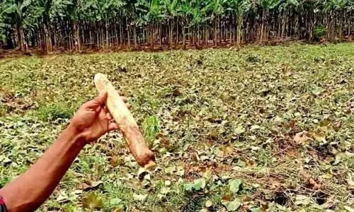 ക്വാറി മാലിന്യം ഒഴുക്കിവിടുന്നതായി പരാതി; കർഷകർ ദുരിതത്തിൽ