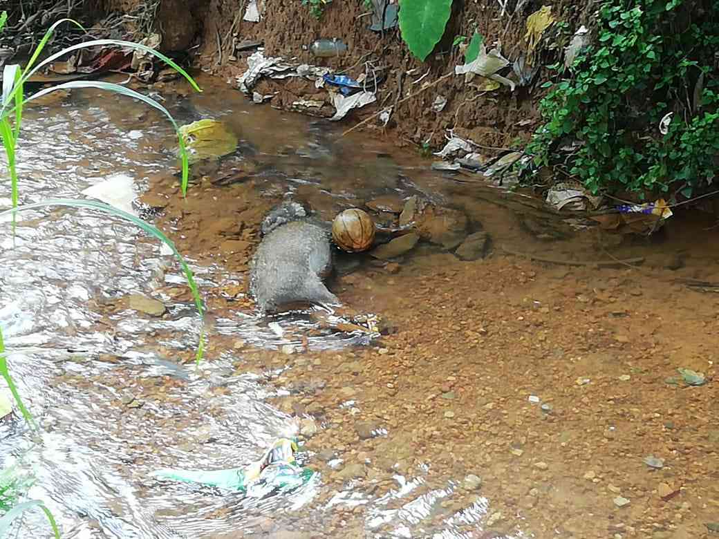 കാട്ടുപന്നിയുടെ ജഡം കണ്ടെത്തി കാട്ടുപന്നിയുടെ ജഡം കണ്ടെത്തി