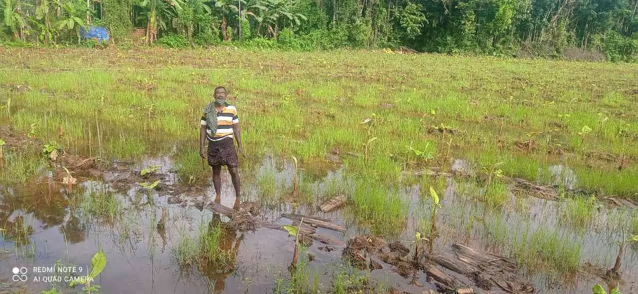 വെള്ളക്കെട്ട് ഒഴിയുന്നില്ല; മൂവായിരത്തോളം വാഴകൾ നശിക്കുന്നു