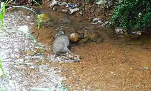 കാട്ടുപന്നിയുടെ ജഡം കണ്ടെത്തി