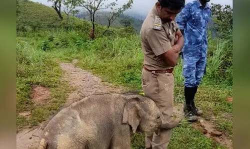 രക്ഷകനായ വനംവകുപ്പ് ഉദ്യോഗസ്ഥനെ കെട്ടിപ്പിടിച്ച്​ കുട്ടിയാന - ചിത്രം വൈറൽ