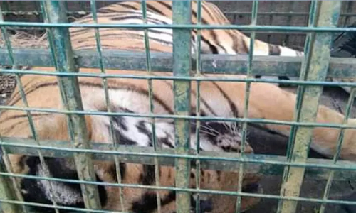 നരഭോജി കടുവയെ മൈസൂർ വന്യജീവി സംരക്ഷണ കേന്ദ്രത്തിലേക്ക്​ മാറ്റും