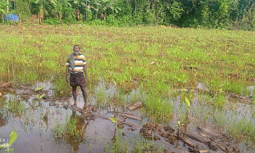 വെള്ളക്കെട്ട് ഒഴിയുന്നില്ല; മൂവായിരത്തോളം വാഴകൾ നശിക്കുന്നു