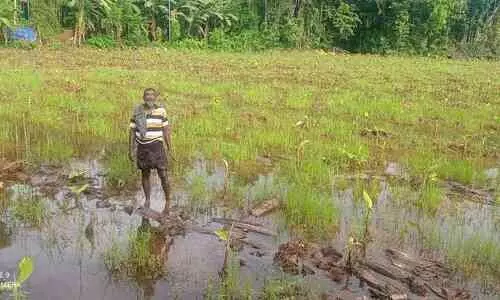 വെള്ളക്കെട്ട് ഒഴിയുന്നില്ല; മൂവായിരത്തോളം വാഴകൾ നശിക്കുന്നു