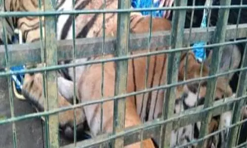 നരഭോജി കടുവയെ വെടിവെച്ചത് താപ്പാനയുടെ പുറത്തിരുന്ന്; ഭീതിയൊഴിഞ്ഞ് ജനം