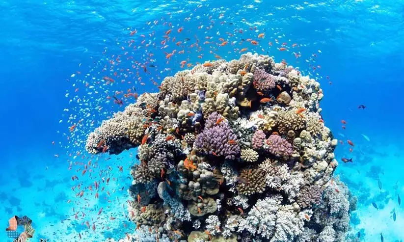 ചെങ്കടലിൽ അപൂർവ ജീവികളും പുതിയ ദ്വീപുകളും കണ്ടെത്തി