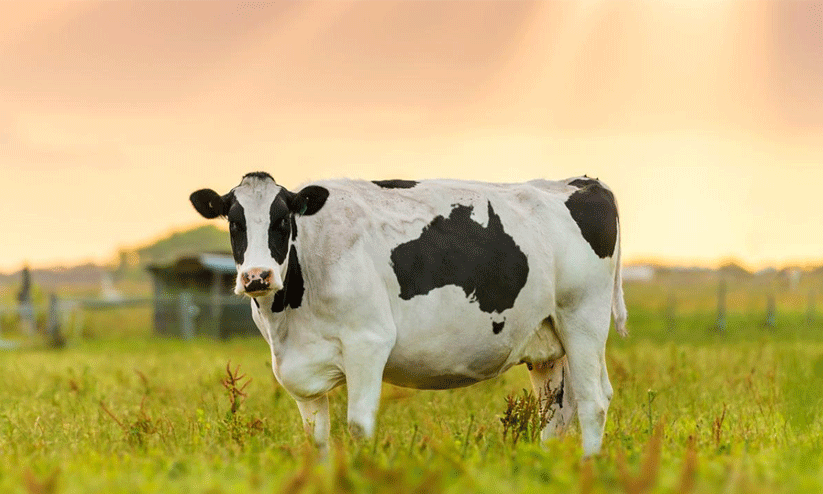 Cow