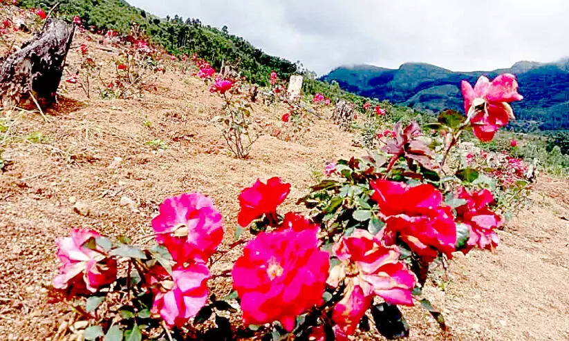 Rose cultivation on 12 acres