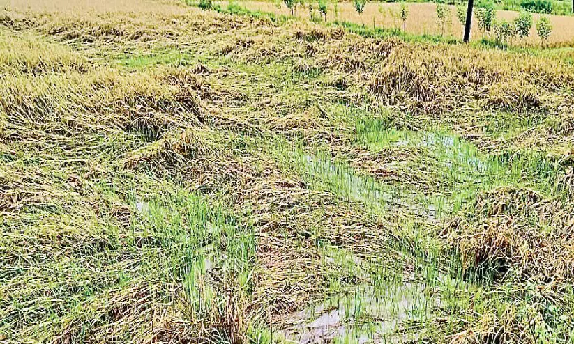 കനത്ത മഴ:  പാലക്കാട്​ ജില്ലയിൽ 12 കോടിയുടെ കൃഷി നാശം