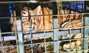 നരഭോജിക്കടുവയുടെ മയക്കം തെളിഞ്ഞു; കൂട്ടിലിരുന്ന് മുരളലും ഗർജനവും നരഭോജിക്കടുവയുടെ മയക്കം തെളിഞ്ഞു; കൂട്ടിലിരുന്ന് മുരളലും ഗർജനവും