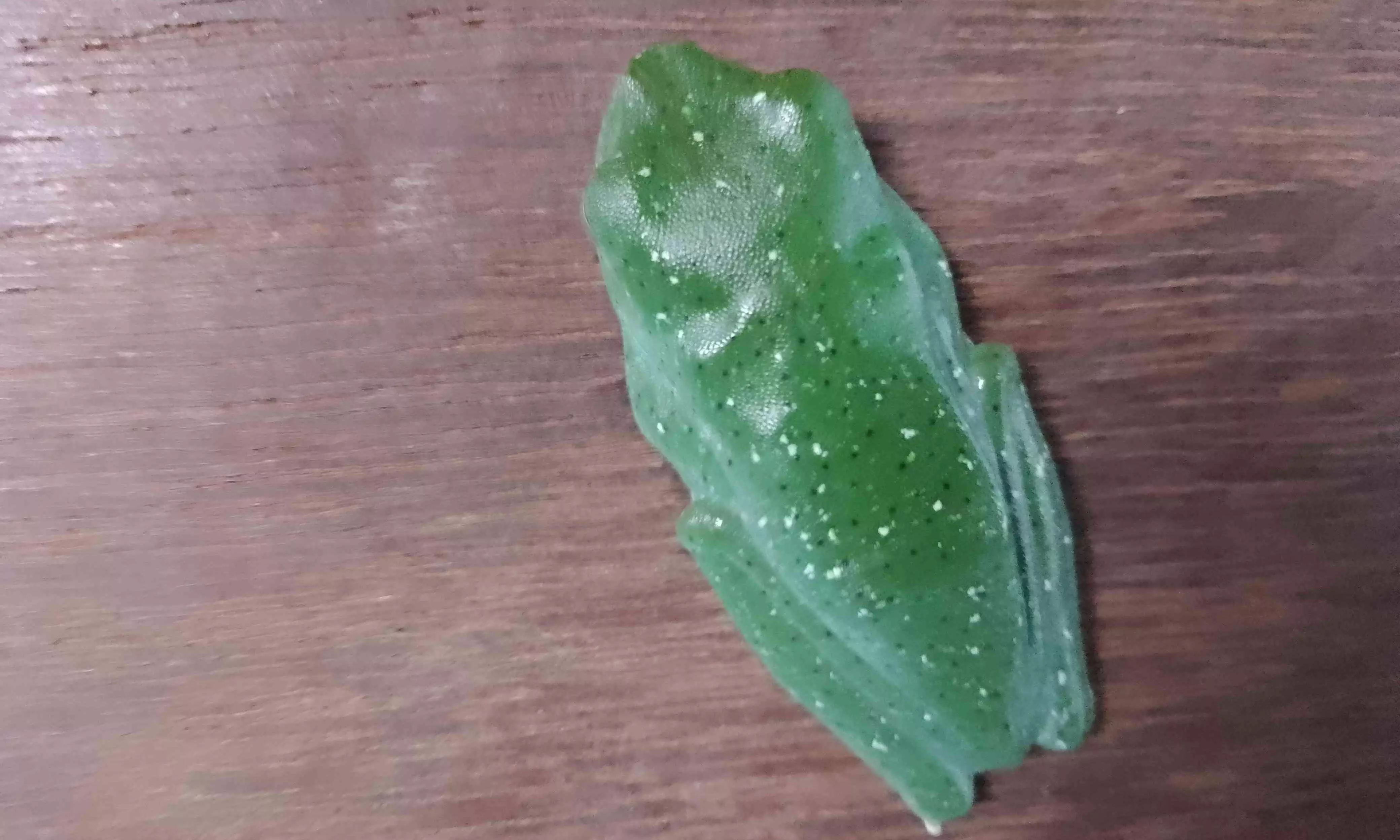 കൗതുകമായി വർണ തവള കൗതുകമായി വർണ തവള