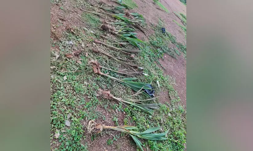 പൊങ്ങ് തിന്നാനായി തെങ്ങിൻ തൈകൾ പിഴുത് നശിപ്പിച്ചു പൊങ്ങ് തിന്നാനായി തെങ്ങിൻ തൈകൾ പിഴുത് നശിപ്പിച്ചു
