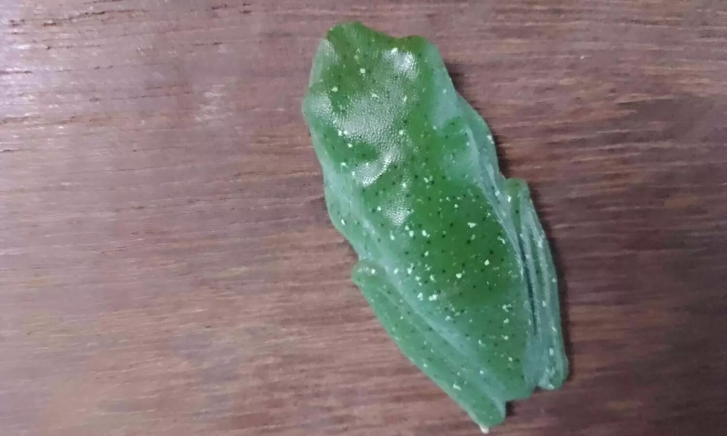 കൗതുകമായി വർണ തവള