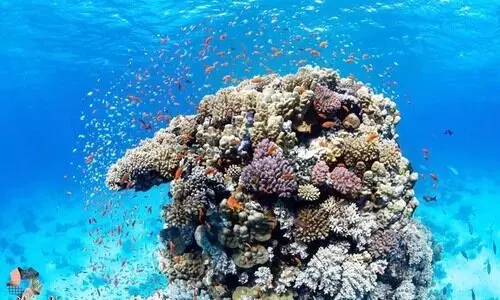 ചെങ്കടലിൽ അപൂർവ ജീവികളും പുതിയ ദ്വീപുകളും കണ്ടെത്തി