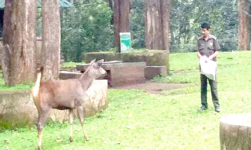 ആ വിളി ഇനിയില്ല; കാടി​െൻറ മക്കളെ തനിച്ചാക്കി മമ്മൂട്ടി യാത്രയായി
