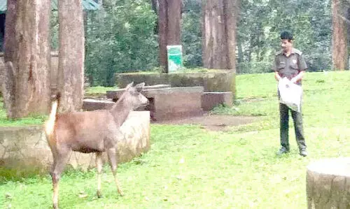 ആ വിളി ഇനിയില്ല; കാടി​െൻറ മക്കളെ തനിച്ചാക്കി മമ്മൂട്ടി യാത്രയായി