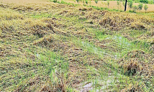 കനത്ത മഴ:  പാലക്കാട്​ ജില്ലയിൽ 12 കോടിയുടെ കൃഷി നാശം