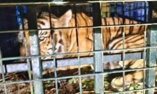 നരഭോജിക്കടുവയുടെ മയക്കം തെളിഞ്ഞു; കൂട്ടിലിരുന്ന് മുരളലും ഗർജനവും