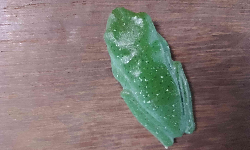 കൗതുകമായി വർണ തവള