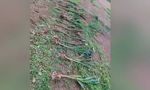 പൊങ്ങ് തിന്നാനായി തെങ്ങിൻ തൈകൾ പിഴുത് നശിപ്പിച്ചു പൊങ്ങ് തിന്നാനായി തെങ്ങിൻ തൈകൾ പിഴുത് നശിപ്പിച്ചു