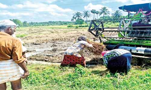 കാലംതെറ്റി മഴ: കർഷകർക്ക് ഇരട്ടി നഷ്ടം കാലംതെറ്റി മഴ: കർഷകർക്ക് ഇരട്ടി നഷ്ടം
