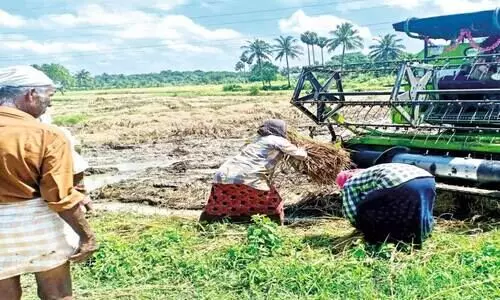 കാലംതെറ്റി മഴ: കർഷകർക്ക് ഇരട്ടി നഷ്ടം കാലംതെറ്റി മഴ: കർഷകർക്ക് ഇരട്ടി നഷ്ടം