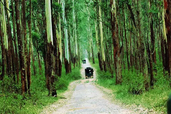 വയനാട് വന്യജീവി സങ്കേതം: പ​രി​സ്ഥി​തി ലോ​ല മേ​ഖ​ല 88.21 ച​തു​ര​ശ്ര കി.​മീ