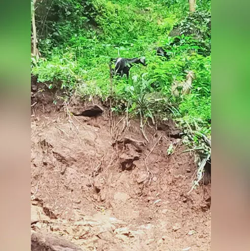 ഒറ്റലാങ്കൽ വീട്ടിൽ ബാക്കിയായത്​ മൂന്ന് ആട്​